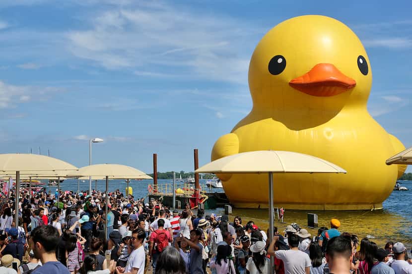 The giant rubber duck appeared in Toronto on July 3, 2017. The duck, created by Dutch artist...
