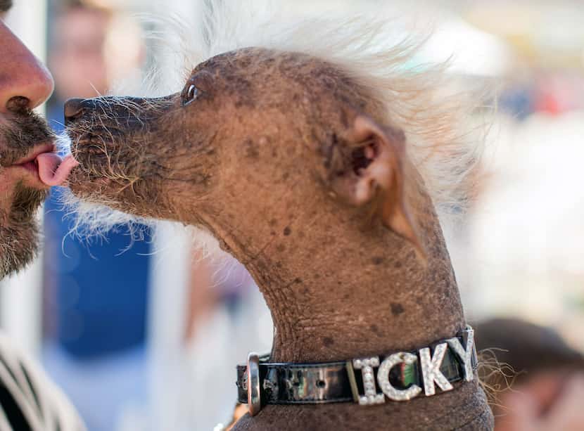 Icky, a 6-year-old Chinese Crested dog, shares a kiss with owner Jon Adler before competing...