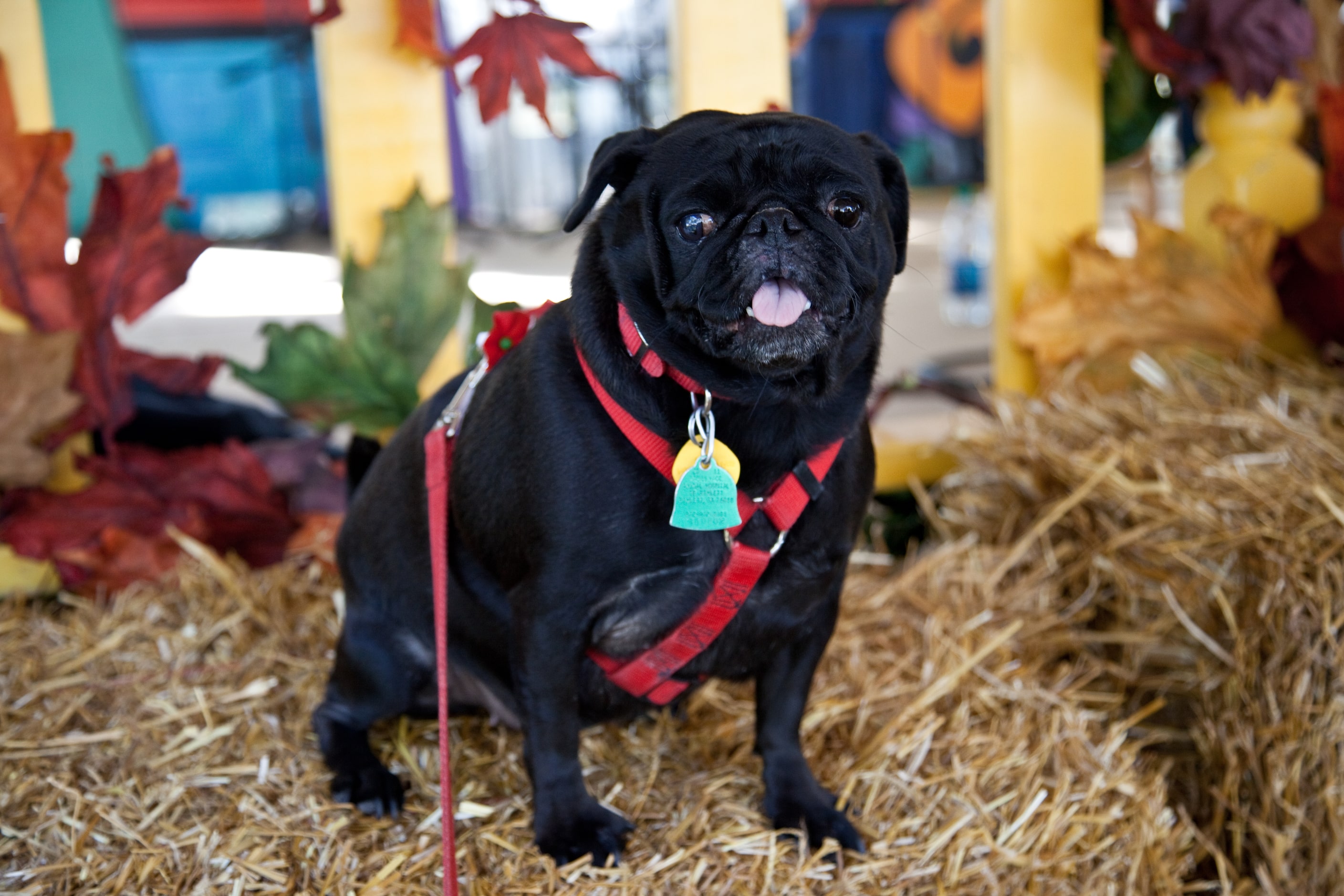 Fay Stout's  rescue pug Mollie Sue at the Huffhines Art Trails 2012.