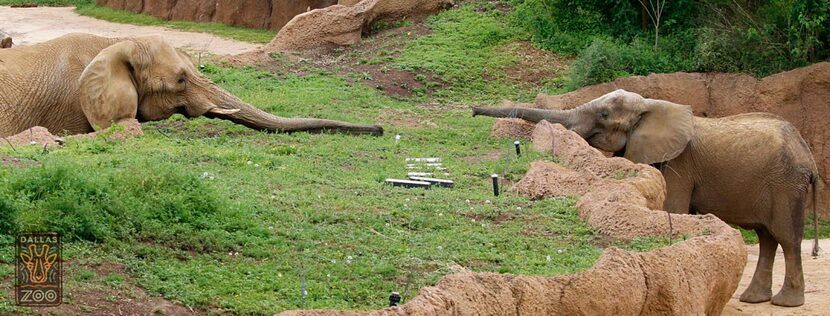  One of the Dallas Zooâs Golden Girls, Jenny, greets Tendaji, a new bull who recently...