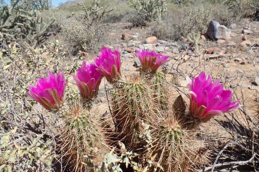 A magenta cactus flower blooms, representing one of many during the warm season at the...