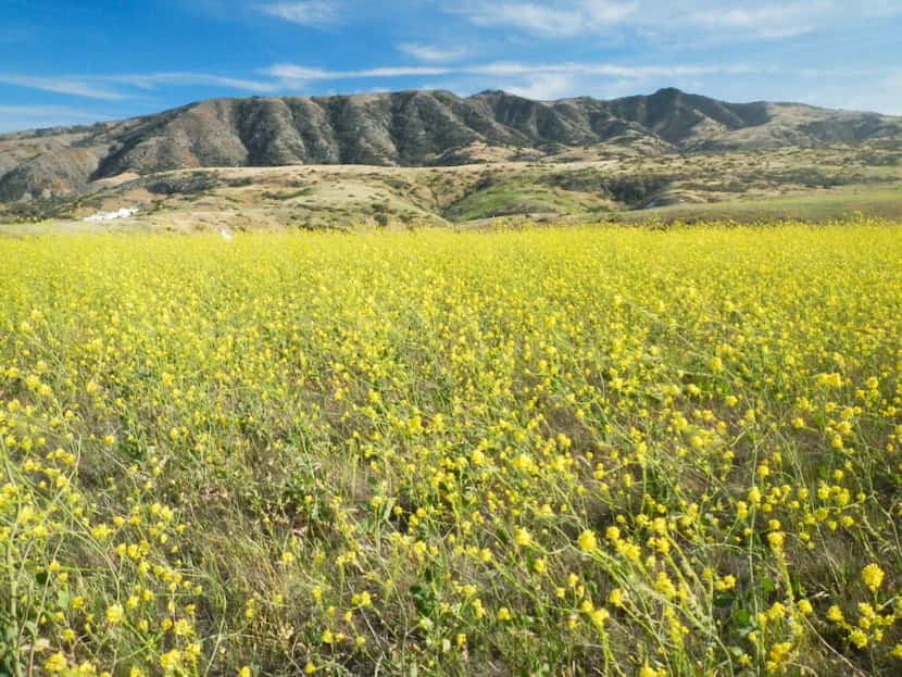 Fields of wild yellow mustard flowers bloom in May along the Potato Harbor Trail that starts...