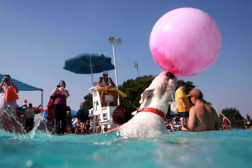 Dog-A-Poolooza, Sunday at Holford Pool in Garland, will have play areas in and out of the...