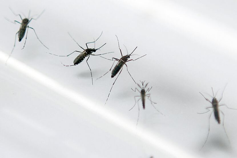  Mosquitoes that could carry chikungunya are common in North Texas as are those that carry...