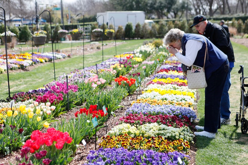 Sandra Timmermans and Jim Mayfield photograph a variety of flower beds during the Dallas...