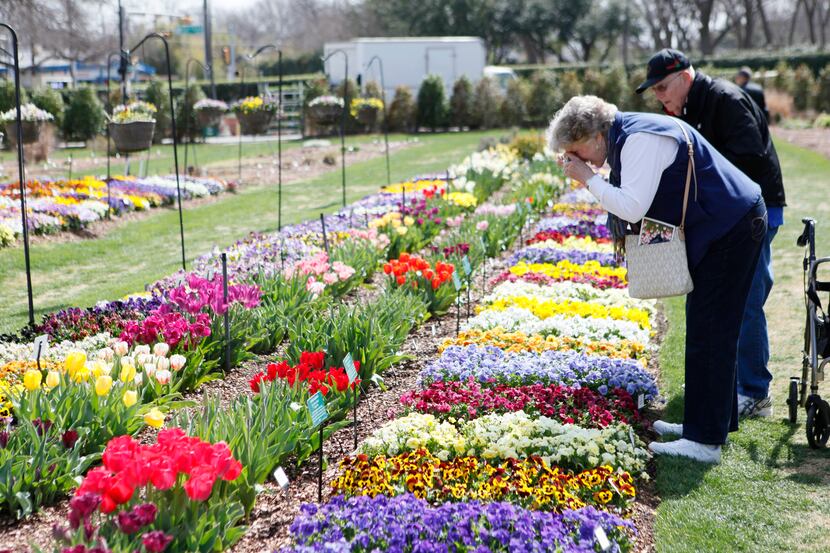 Sandra Timmermans and Jim Mayfield photograph a variety of flower beds during the Dallas...
