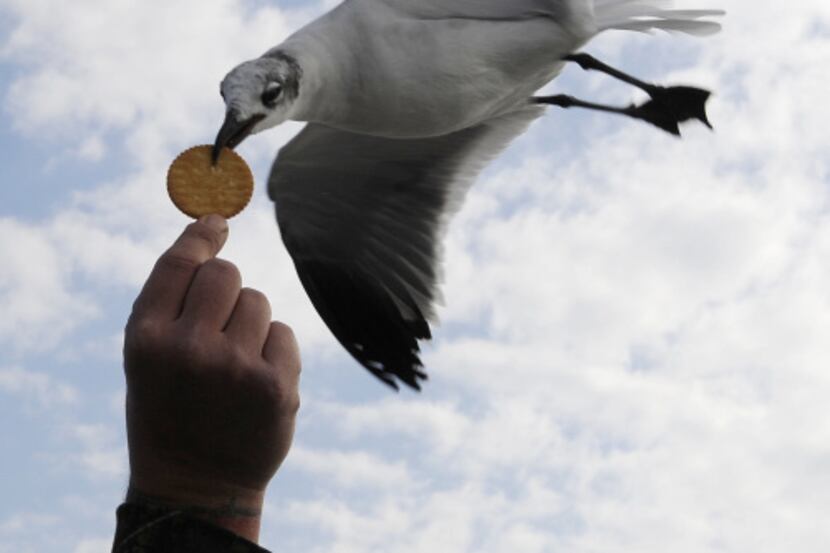 In this Wednesday, Dec. 21, 2011 photo, a sea gull snags a cracker out of a passenger's hand...