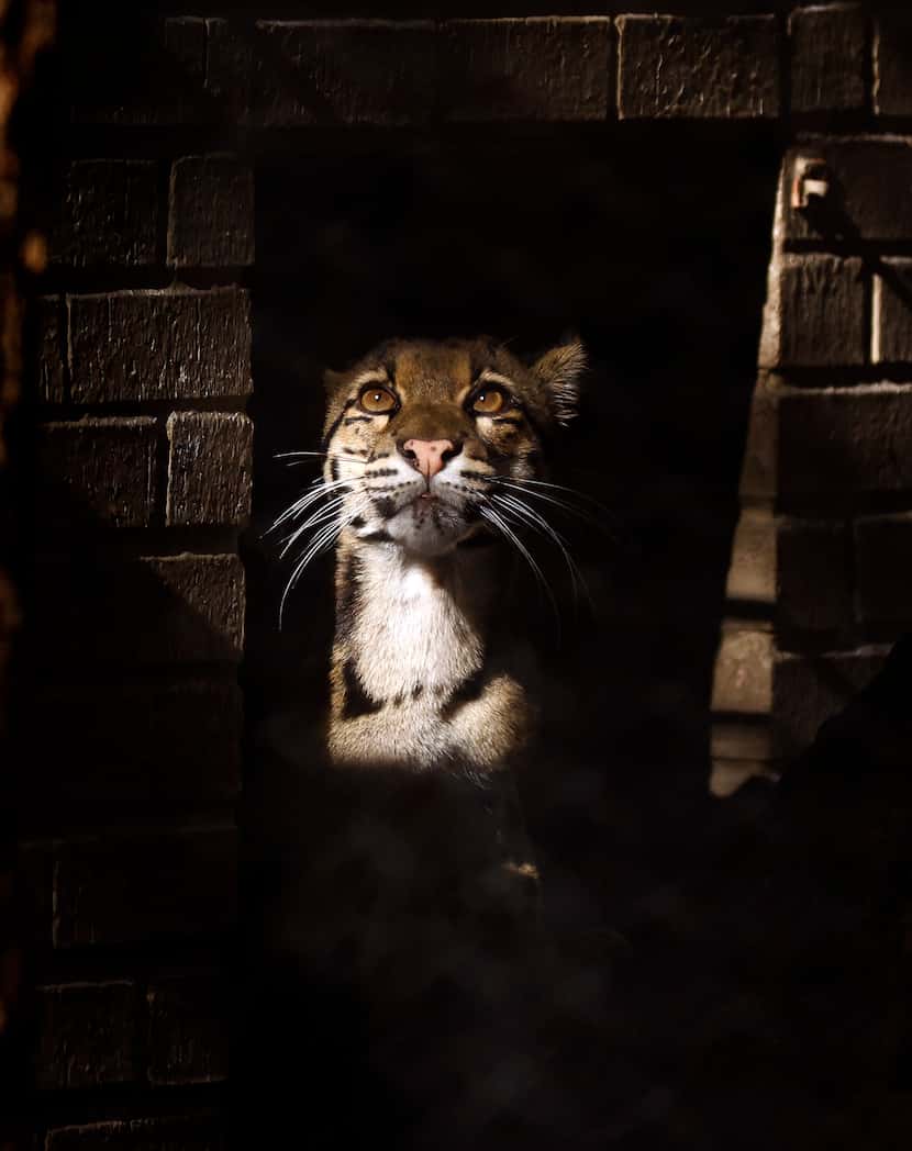 Nova, a clouded leopard at the Dallas Zoo, peers out of its housing, January 30, 2024. Nova...