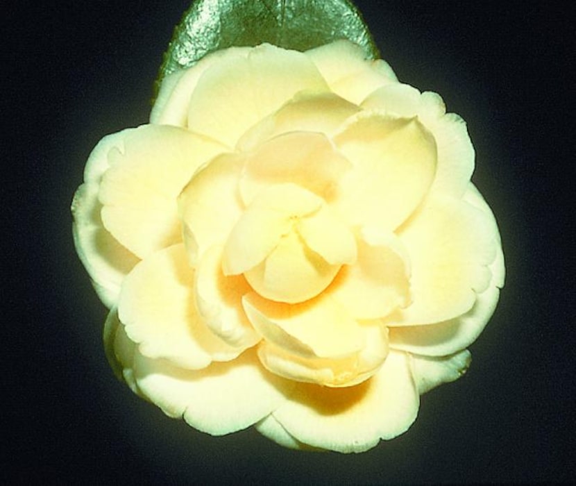 
Camellia japonica 'Lemon Glow' is a rare yellow.

