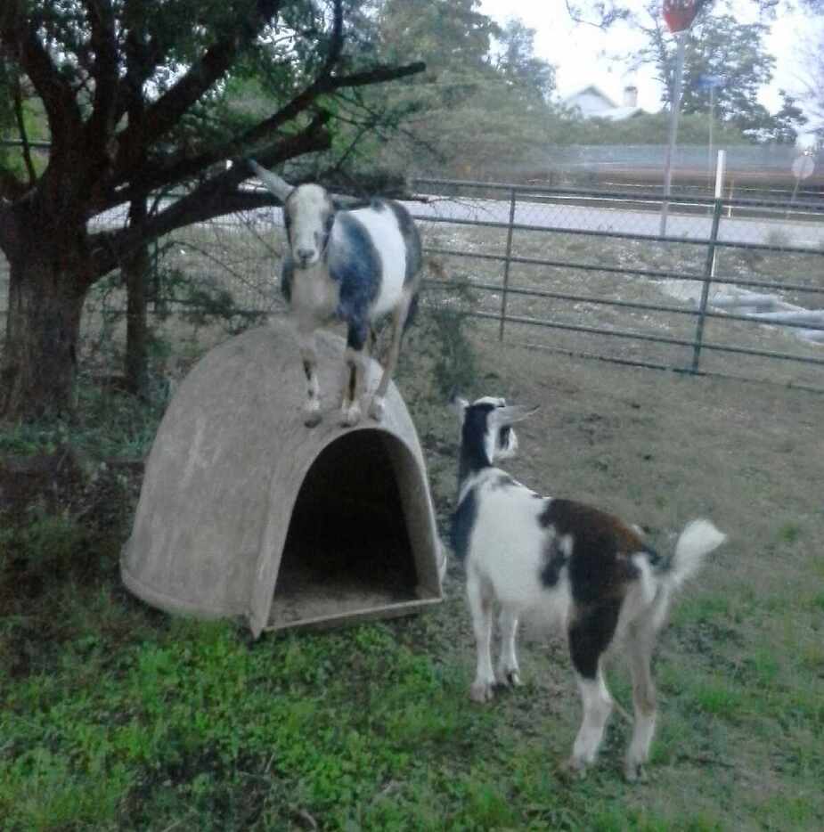 Stephanie Fouquette bought two pygmy goats as pets in April, finding the docile and...