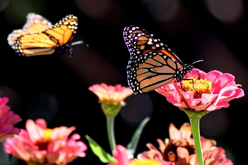 Three monarch butterflies pollinate flowers near the entrance to Leonardo's Children's...