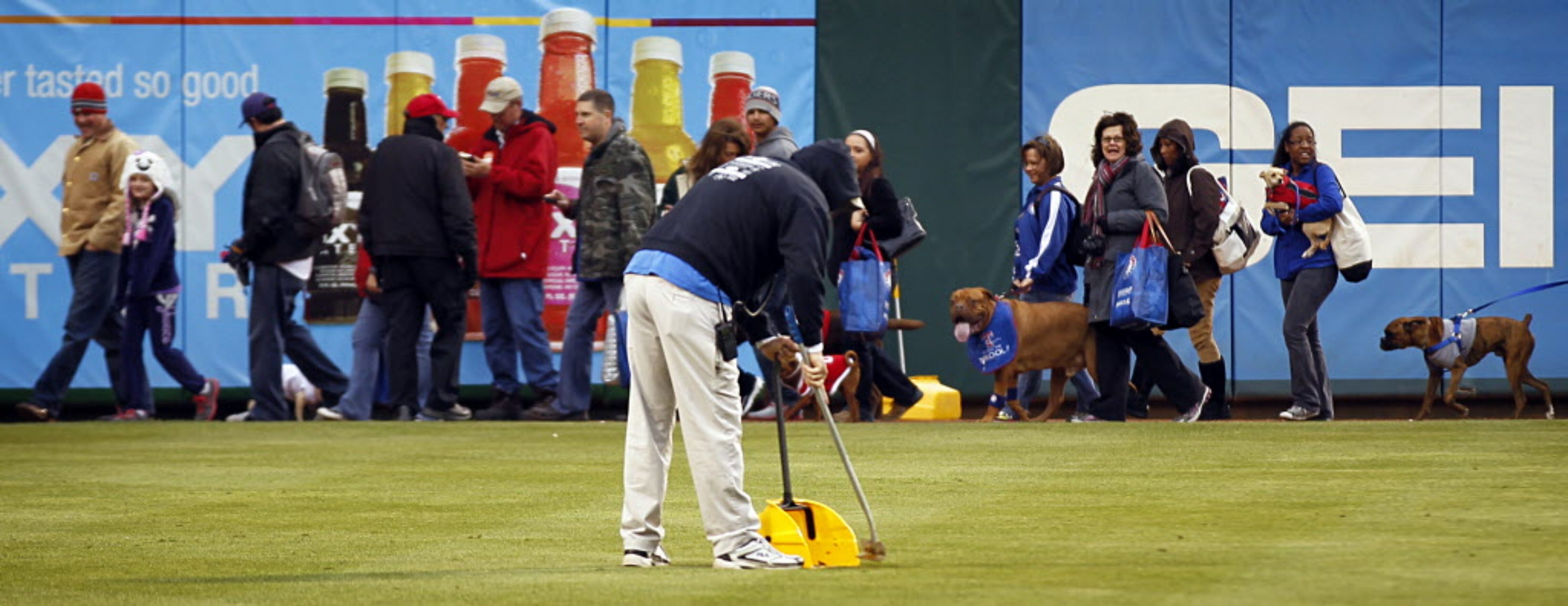 A Texas Rangers grounds crew member cleans up the mess left by a dog that got loose in left...