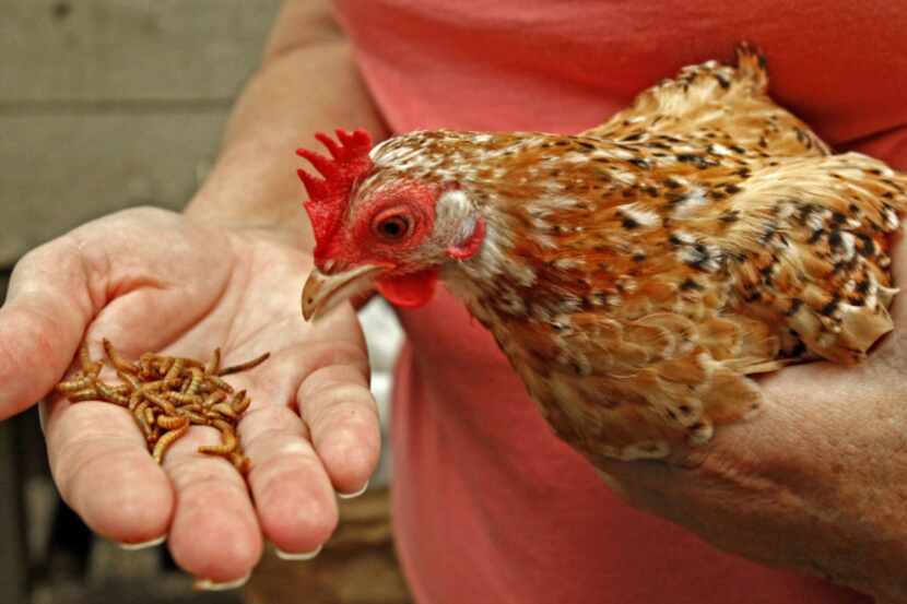 Mariana Greene hand-feeds her bantam Thelma at her home in Dallas, Tuesday, Sept. 18, 2012.
