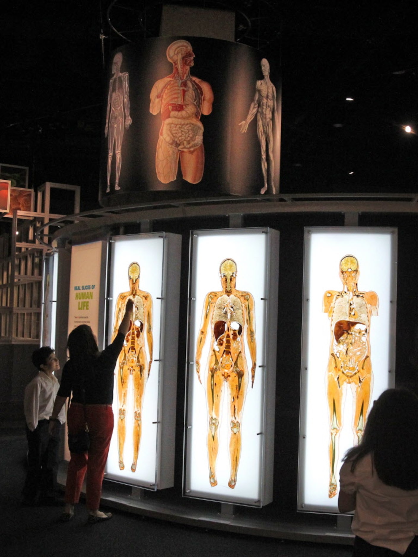 Students and teachers visit Being Human Hall, where they can see "slices" of actual human...