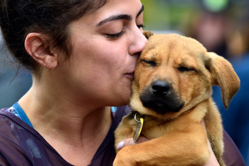 Alysha Kurani, 26, of Dallas, plays with a Australian Cattle Dog mix named Peter before the...