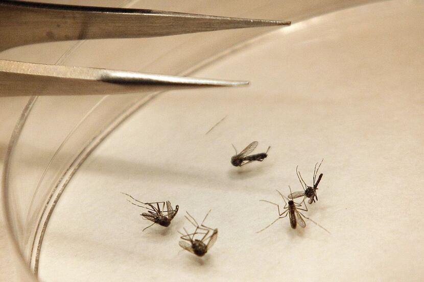 Grapevine is conducting ground spraying for mosquitos tonight after four mosquito samples...