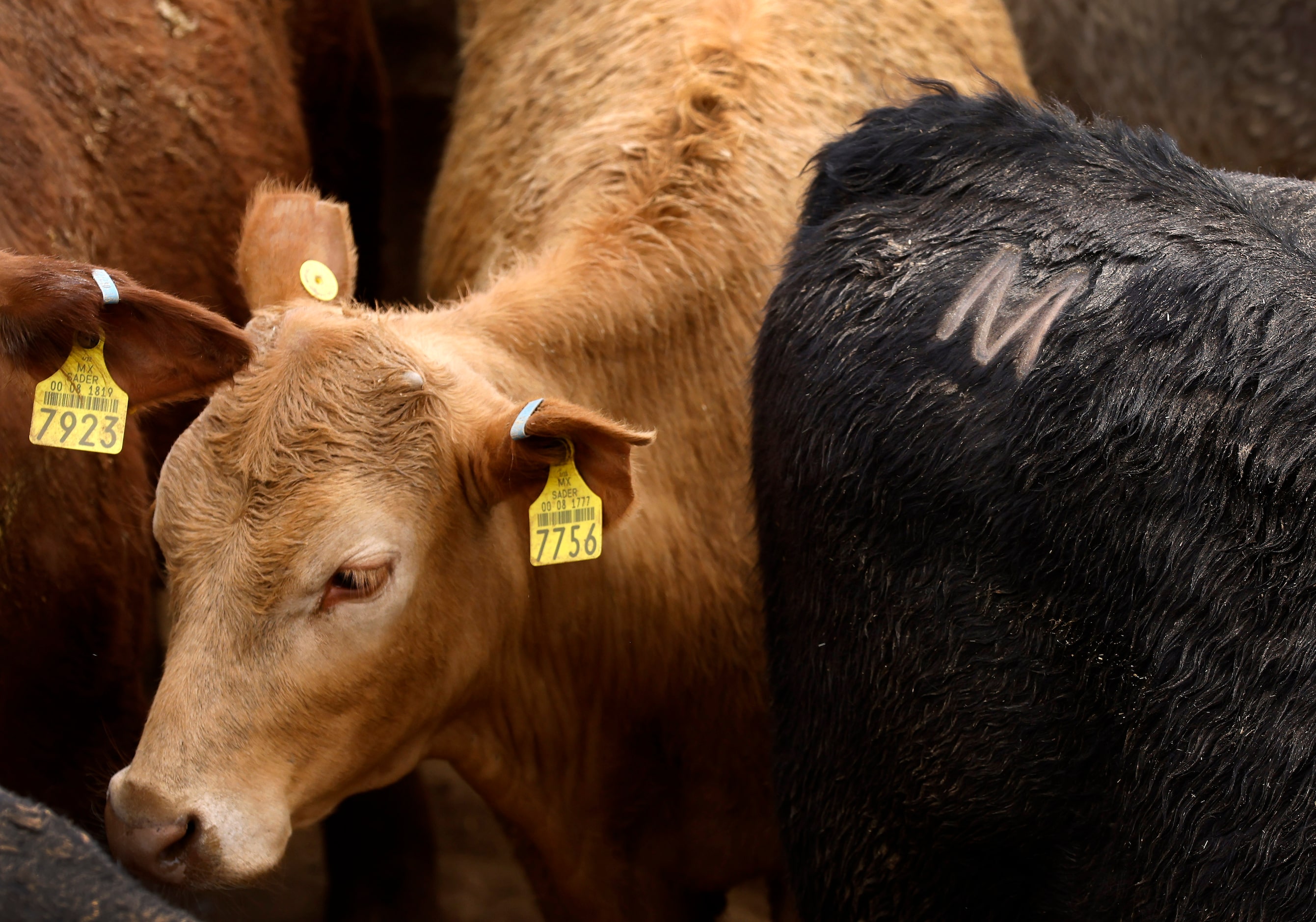 Mexican feeder cattle are branded with the letter M. These are penned at the Santa Teresa...