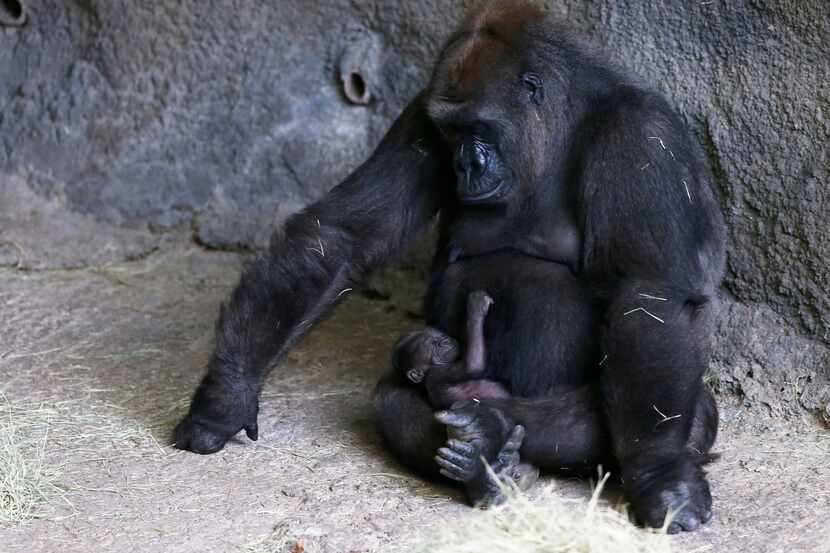 Hope looks at her baby gorilla at the Dallas Zoo in Dallas on Thursday, July 5, 2018. The...