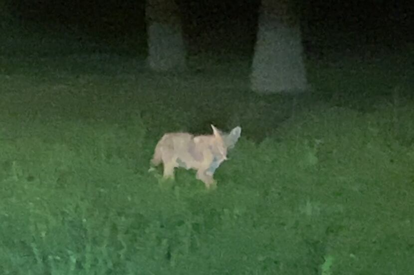 A coyote was shot and killed by wildlife officials late Wednesday, a day after a 2-year-old...
