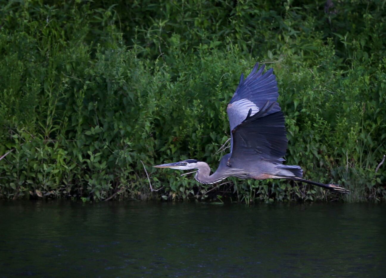 A great blue heron flies above the Elm Fork Trinity River at Lake Lewisville Environmental...