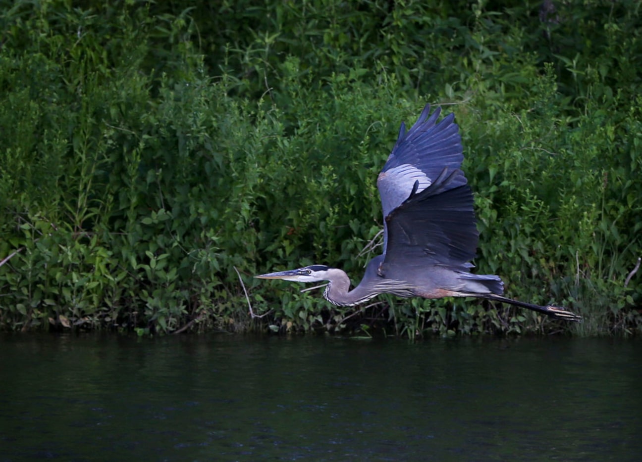 A great blue heron flies above the Elm Fork Trinity River at Lake Lewisville Environmental...