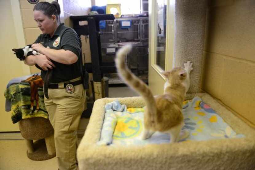 Murphy animal control officer Terra Dominguez takes adoptive kittens out to be photographed...
