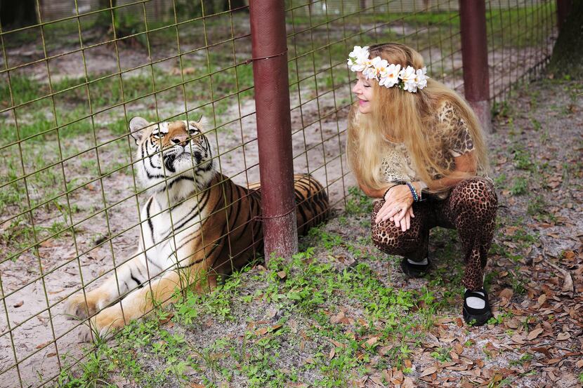Carole Baskin greets a tiger at the Big Cat Rescue sanctuary in Tampa, Fla. Kate McKinnon is...
