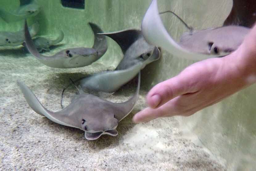 A hand reaches out to touch a stingray during the grand opening of Stingray Cove at the Fort...