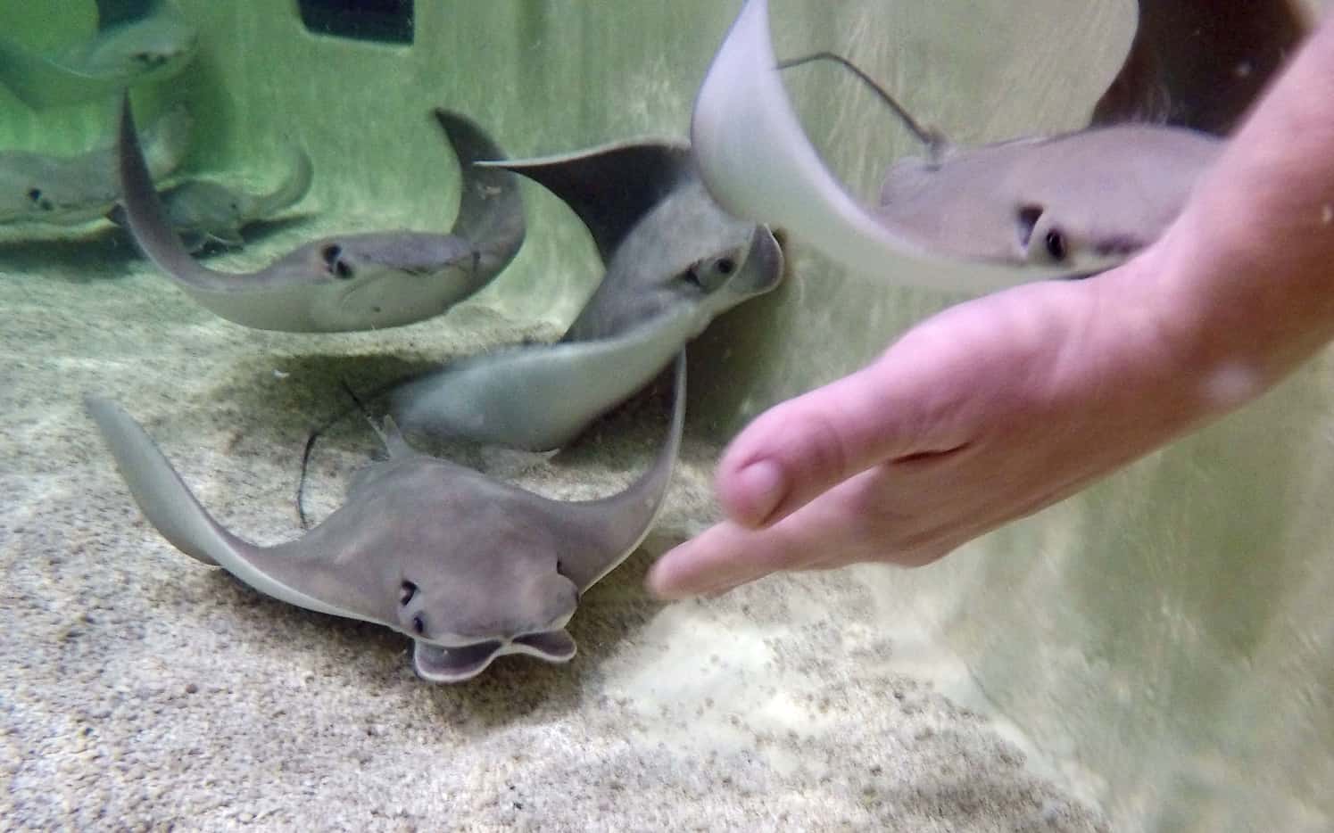 A hand reaches out to touch a stingray during the grand opening of Stingray Cove at the Fort...