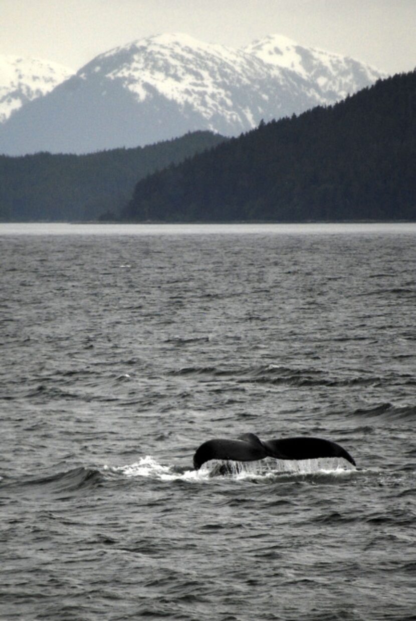 A humpback whale's fluke surfaces near the deck of the National Geographic Sea Lion.