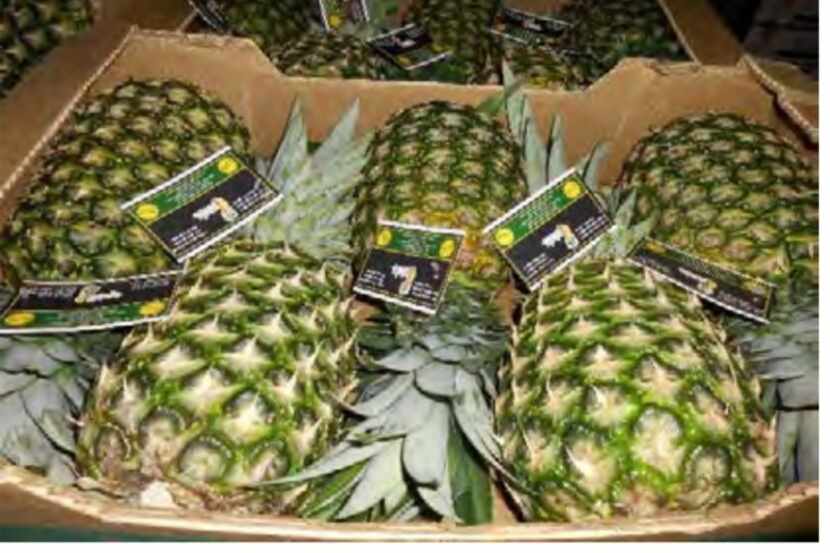 "five count" pineapples