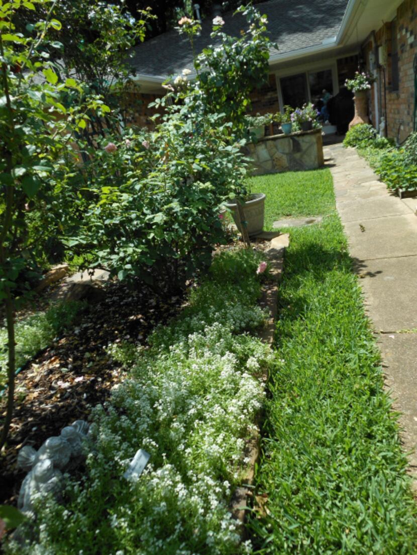 Sweet alyssum plants, used as a border, attract beneficial insects to Joe and Margie...