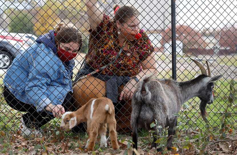 Jordan and Karen Ishee look at the goats Vanessa Reams brought to Dentonpalooza in Denton on...