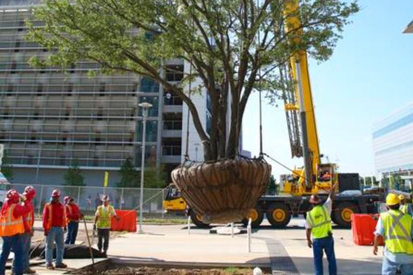 
The 30-foot-tall live oak tree is lowered into its 4-foot-deep basin at the new Parkland...