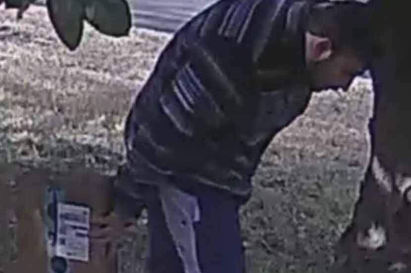 The package thief has been targeting homes in northwest Dallas.
