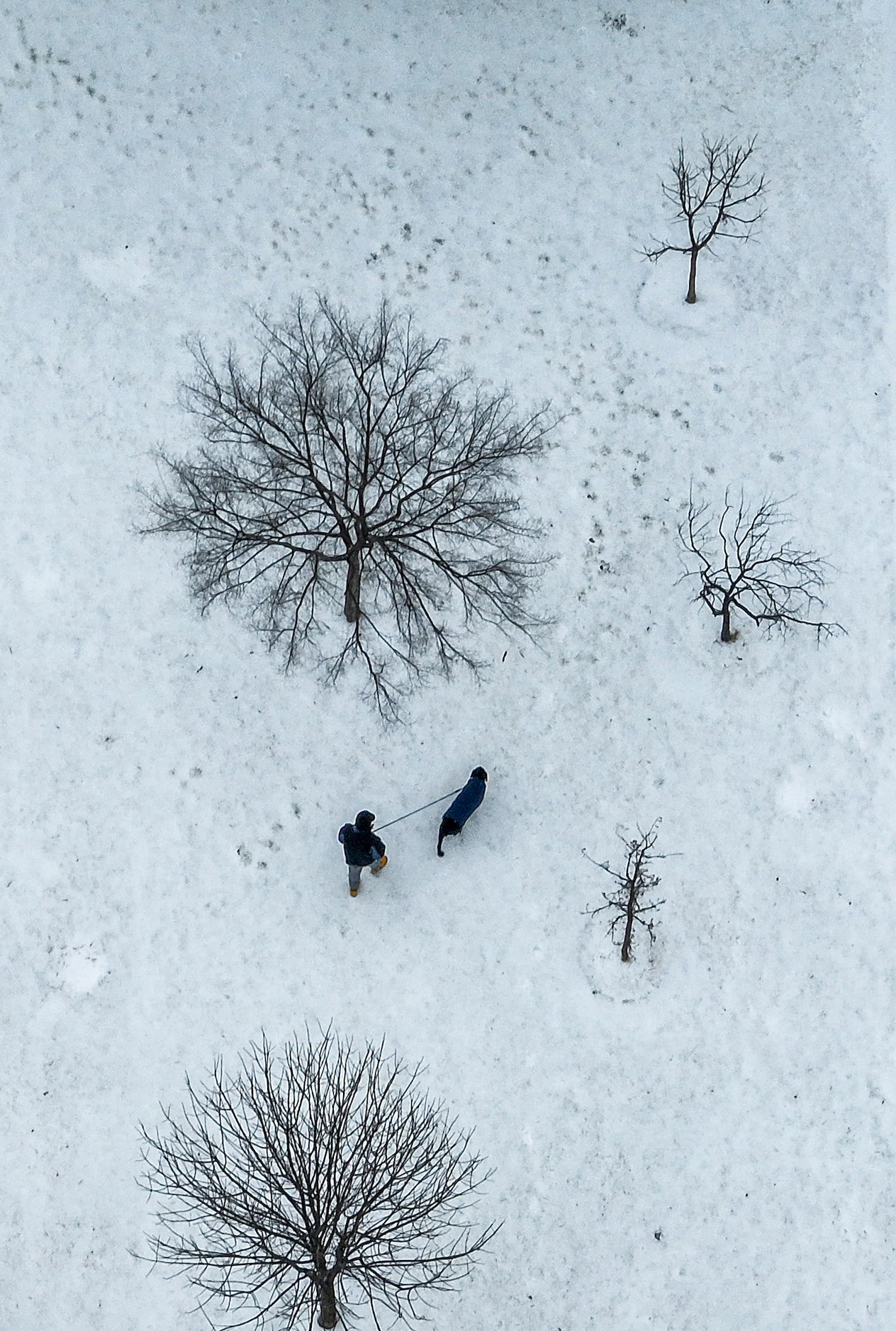 A man walks a dog in  Lake Cliff Park on Tuesday, Jan. 31, 2023, at Dallas.  Dallas and...