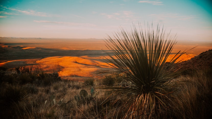 Sotol is a mezcal-like spirit made from a namesake plant that has grown wild for millennia...