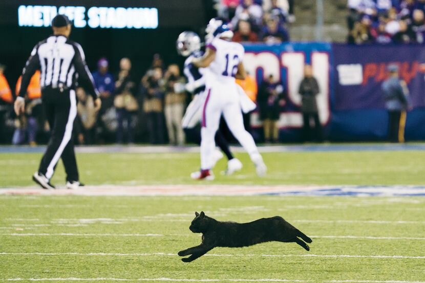 A black cat runs across the field during an NFL football game between the Dallas Cowboys and...
