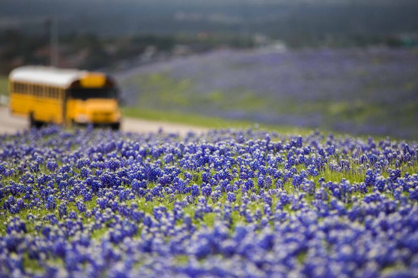 Bluebonnets fill grassy hills near the intersection of Mountain Creek Pkwy and S Walton...