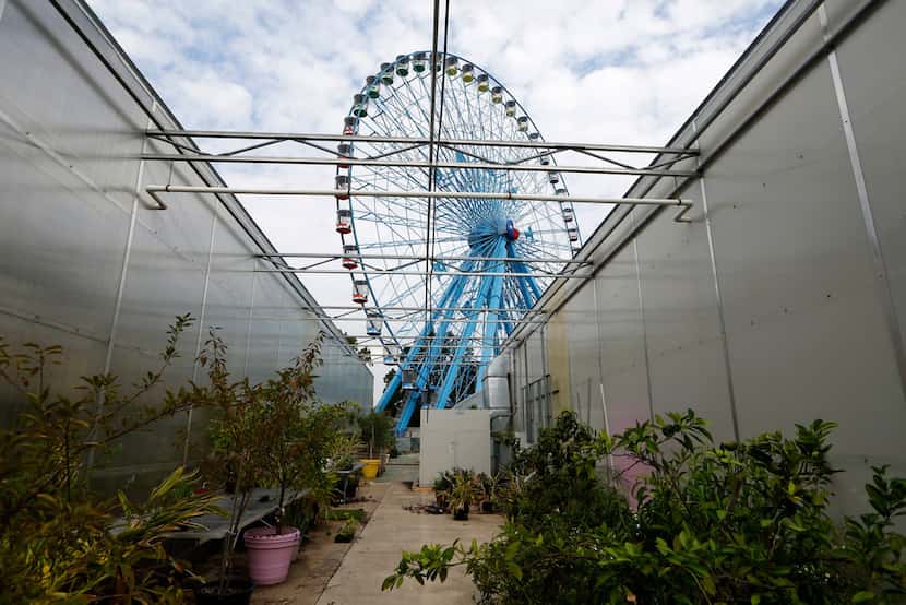 The Ferris wheel is seen from the greenhouse at Big Tex Urban Farms.