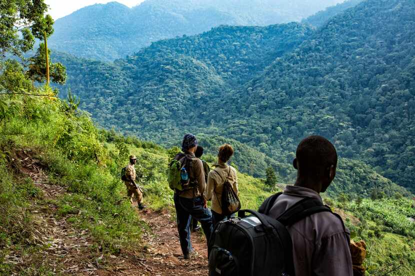 Headed down the rugged trail to find the Nkuringo gorilla family in Bwindi Impenetrable Forest.