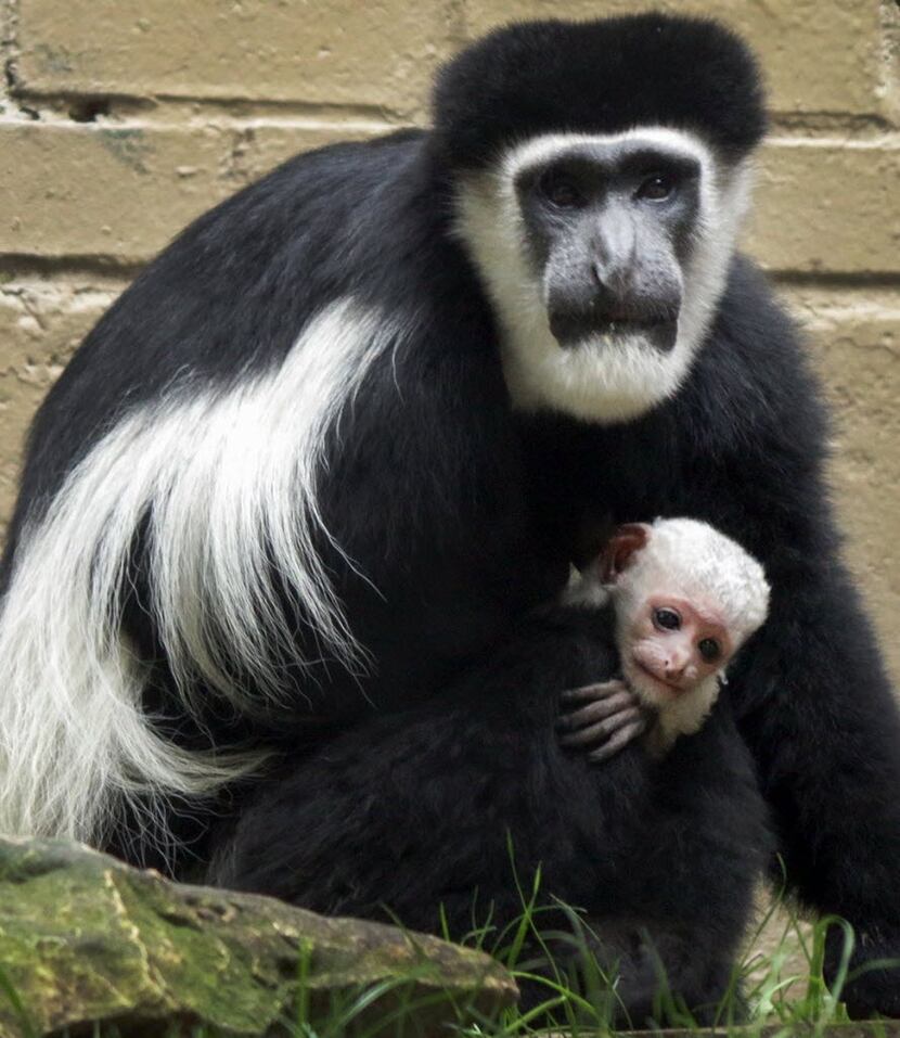 A baby colobus monkey, the seventh baby of LaBounee and Kirby.