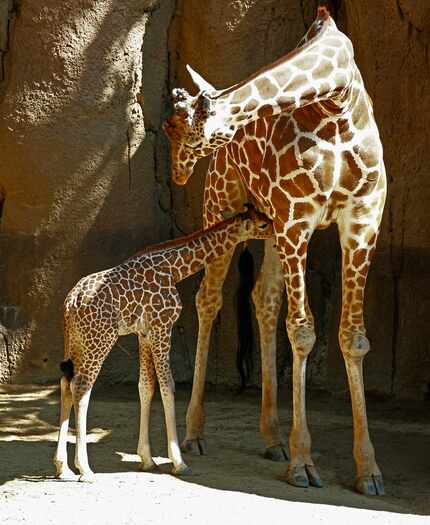 Kipenzi the baby giraffe tries to nurse on her uncle Auggie after being unveiled at the...