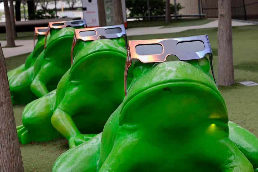 The frog statues wear custom made solar eclipse glasses in front of Perot Museum, Saturday,...