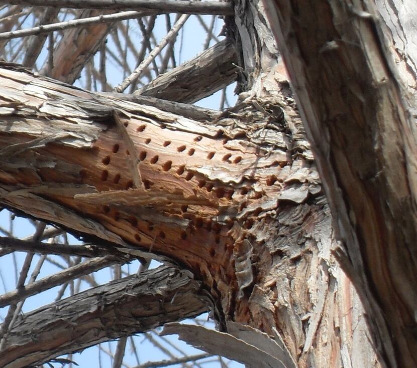 Sapsucker damage on bald cypress trees