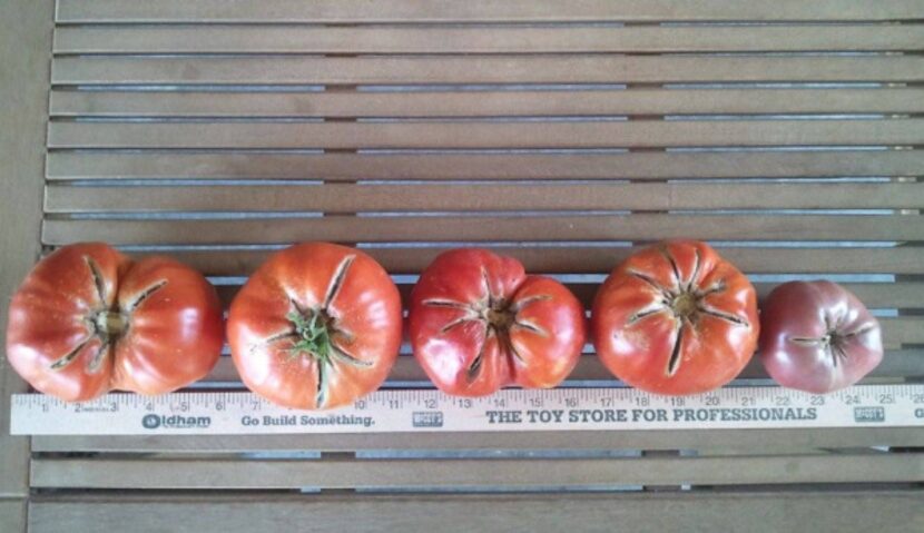 Kathy McDaniel's bountiful tomato crop produced almost endless jars of canned tomato sauce.