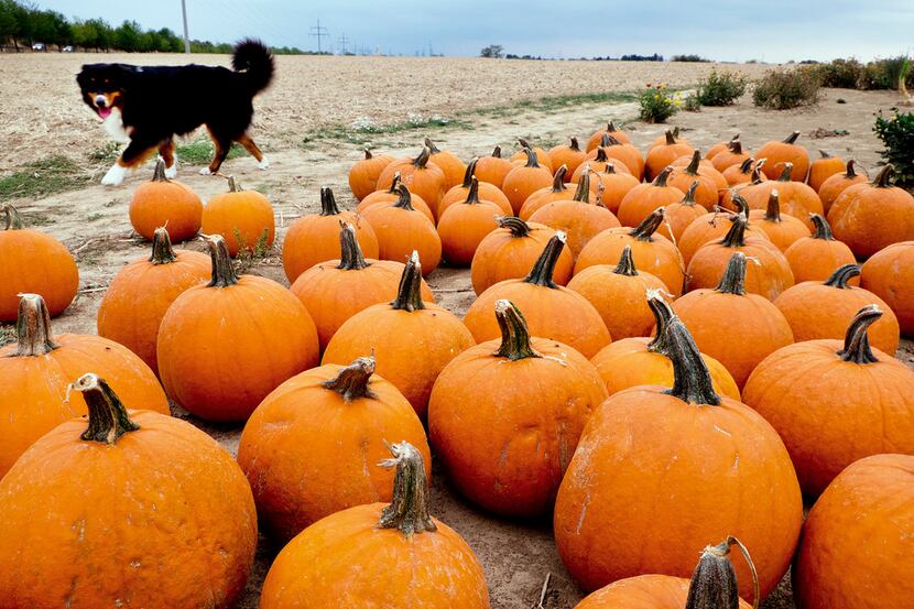 This dog in Germany may only be able to look at pumpkins in Frankfurt, but you can get one...