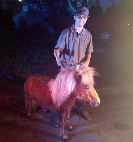 Colby Caudle and the miniature horse that broke free Friday night and ran around Haltom City.