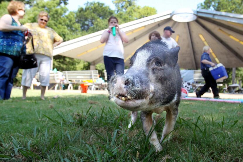 Potsie the Pig scopes out the grounds at  One Eleven Ranch Park in Garland, where his people...