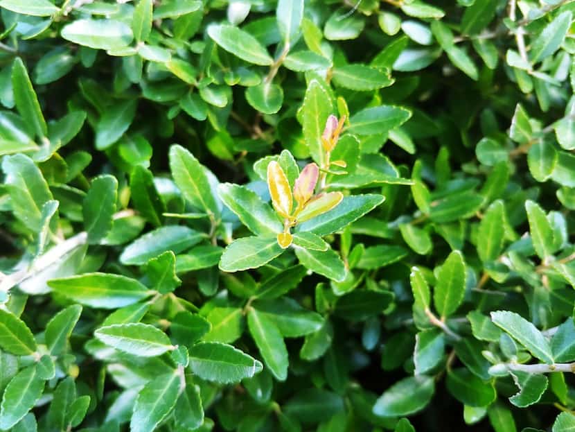 Yaupon Holly is a caffeinated plant native to the U.S. and can be used as a tea.